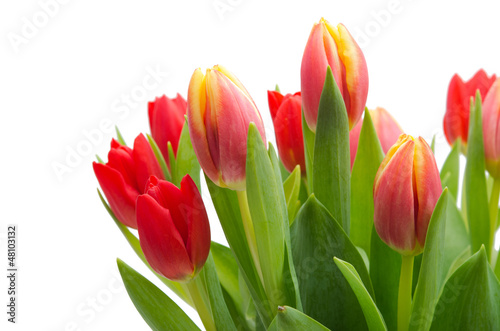 Frische Tulpen