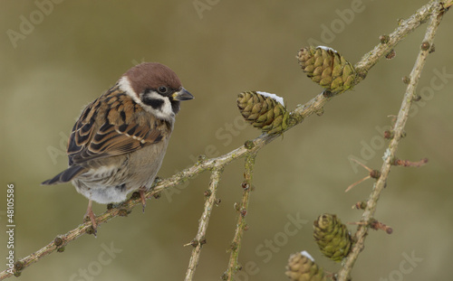 Felsperling (Passer montanus)