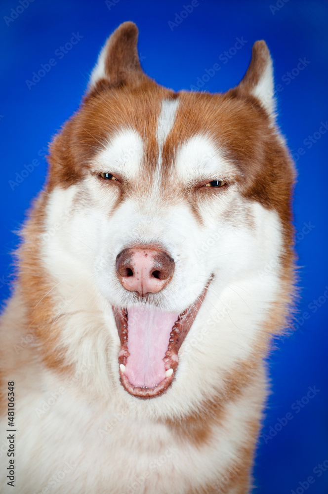 funny siberian husky dog yawning funny siberian husky dog yawning
