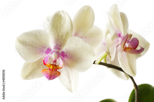 Orchids on white background