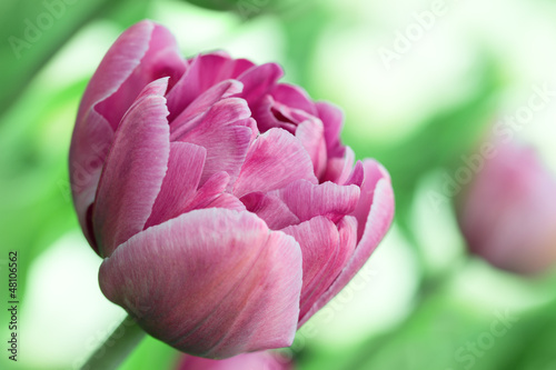 Fototapeta Naklejka Na Ścianę i Meble -  pink tulip