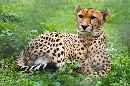 Cheetah resting on grass in zoo