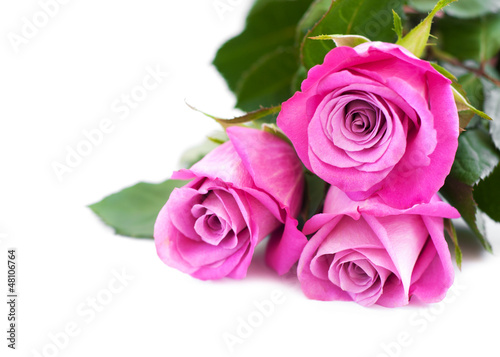 Pink roses on white