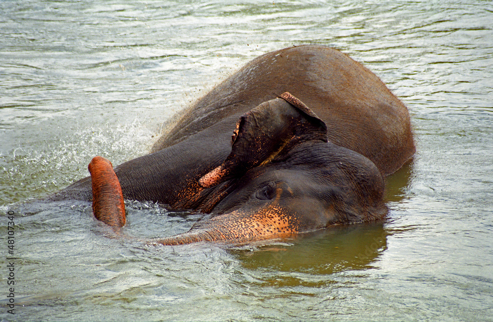 Fototapeta premium Elephant bathing, Pinnewala, Sri Lanka