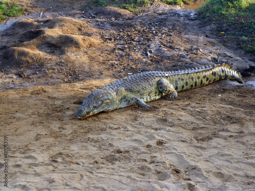 African crocodile