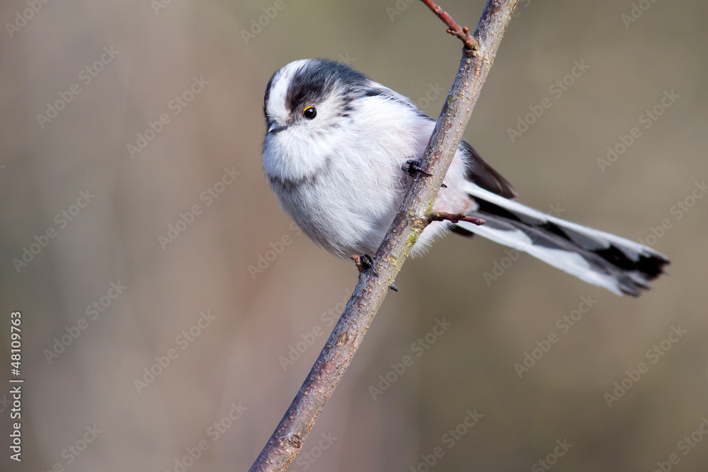 Fototapeta premium Schwanzmeise