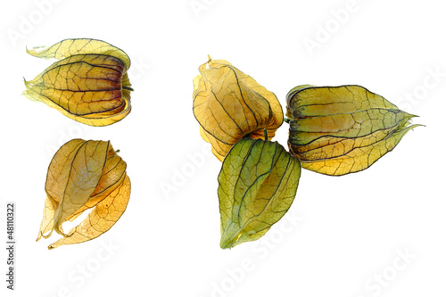 Cuadro en lienzo physalis