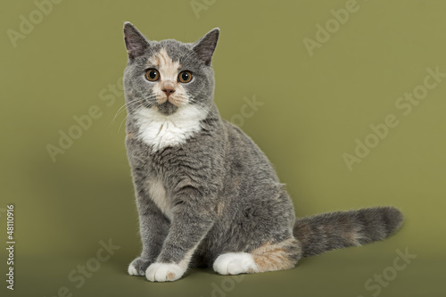Fototapeta Naklejka Na Ścianę i Meble -  Katzen-BKH-3840