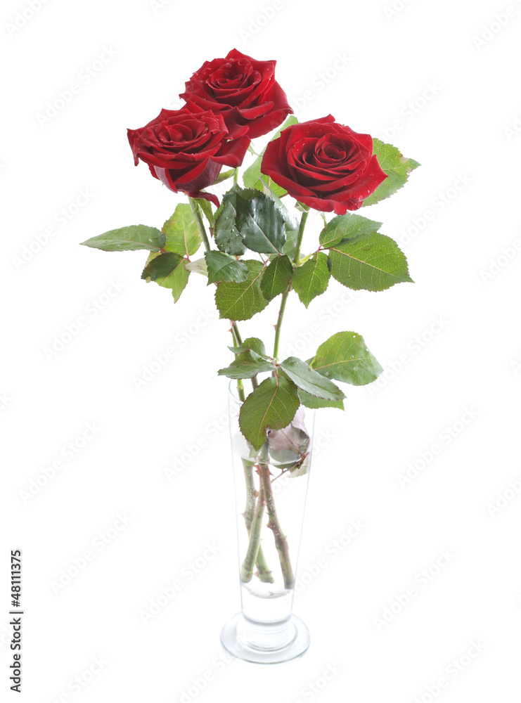 Fototapeta premium Red roses in a vase