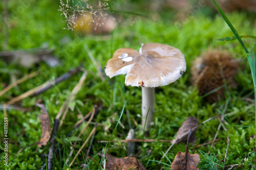 Pilze im Wald sammeln