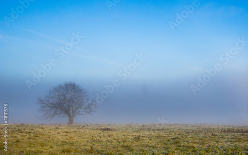 Lone Tree And Fog