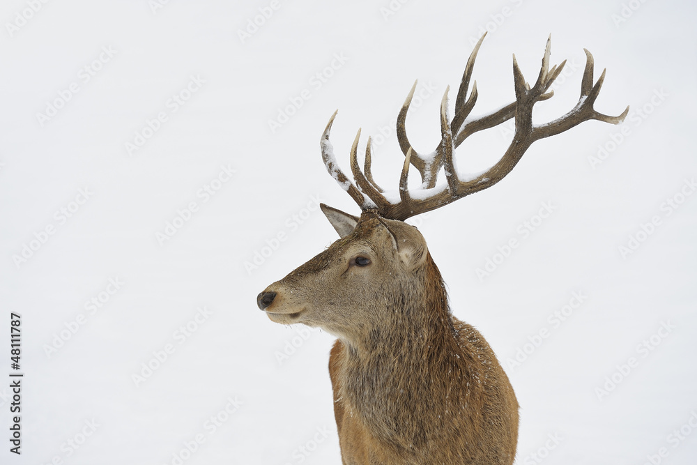 Red deer portrait