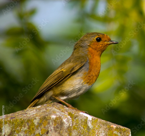 Robin © Geoff Pickering