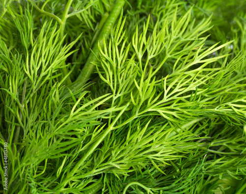 Green leaves of dill