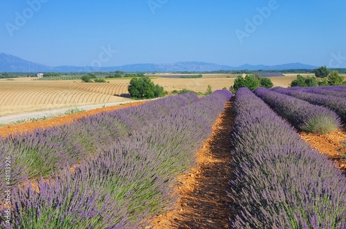 Lavendelfeld - lavender field 21