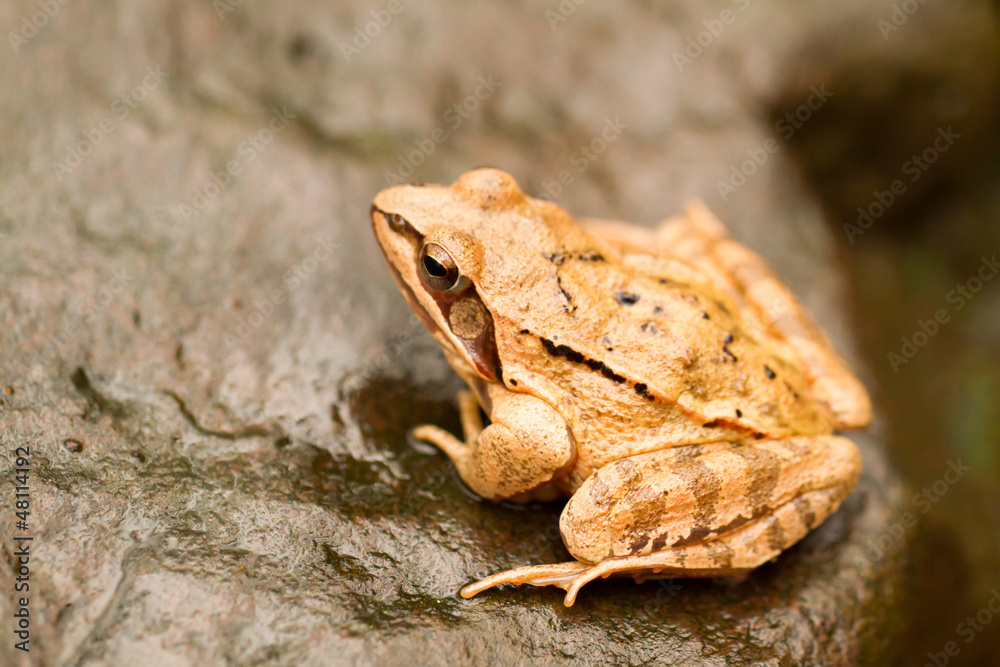 Obraz premium Close-up from a yellow frog