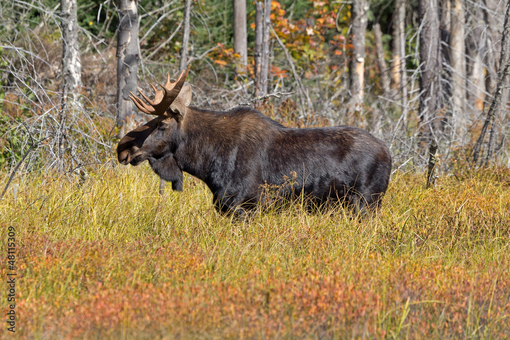 Fototapeta premium Elchbulle