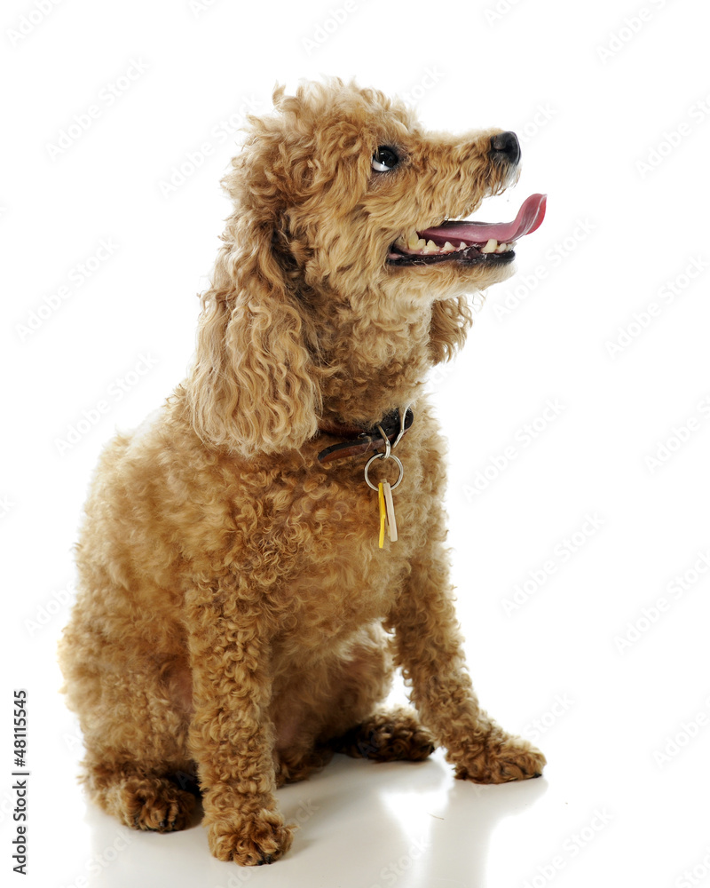Apricot Poodle Apricot Poodle