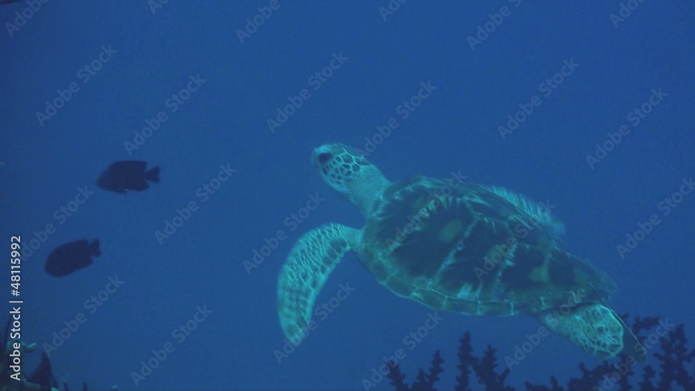 swimming turtle