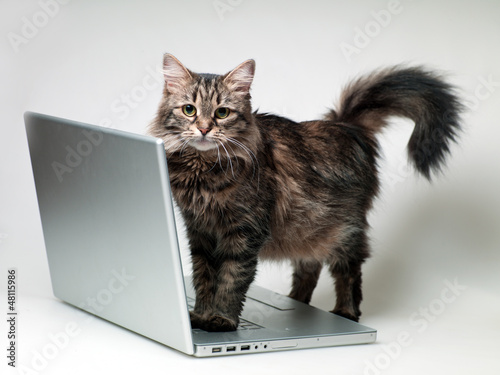 Fototapeta Naklejka Na Ścianę i Meble -  cat with a laptop