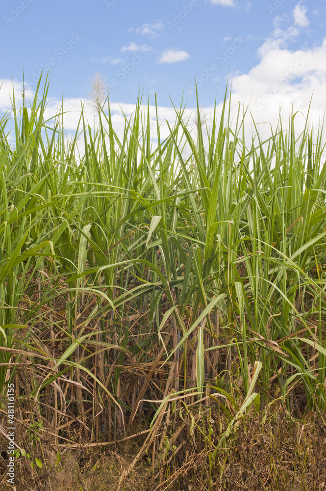Sugarcane Sugarcane