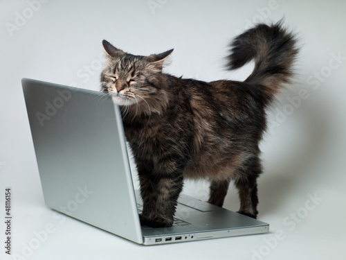 cat with a laptop