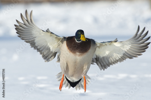 Mallard with wings out