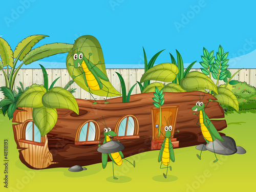 A wood house and grasshopper