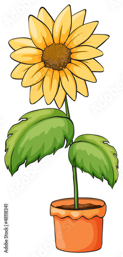A flower plant in a pot