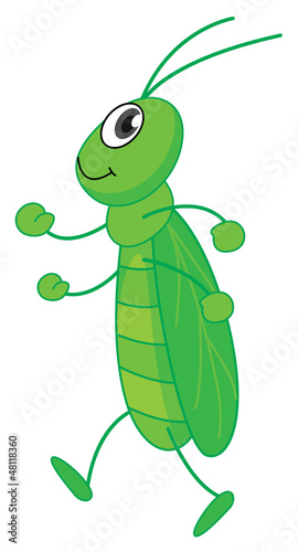 Grasshopper