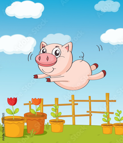 A pig