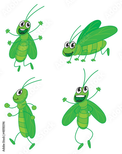 A four grasshoppers