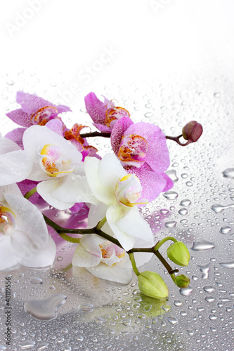 Fototapeta Naklejka Na Ścianę i Meble -  pink and white beautiful orchids with drops