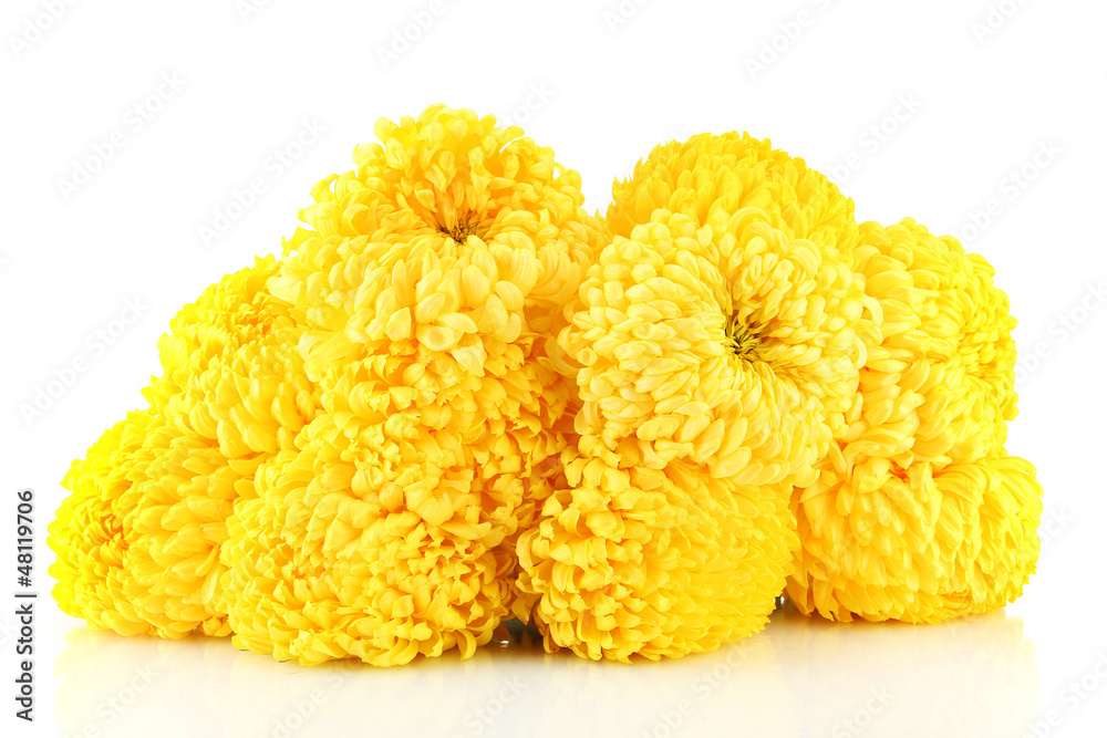 bright yellow chrysanthemums, isolated on white bright yellow chrysanthemums, isolated on white