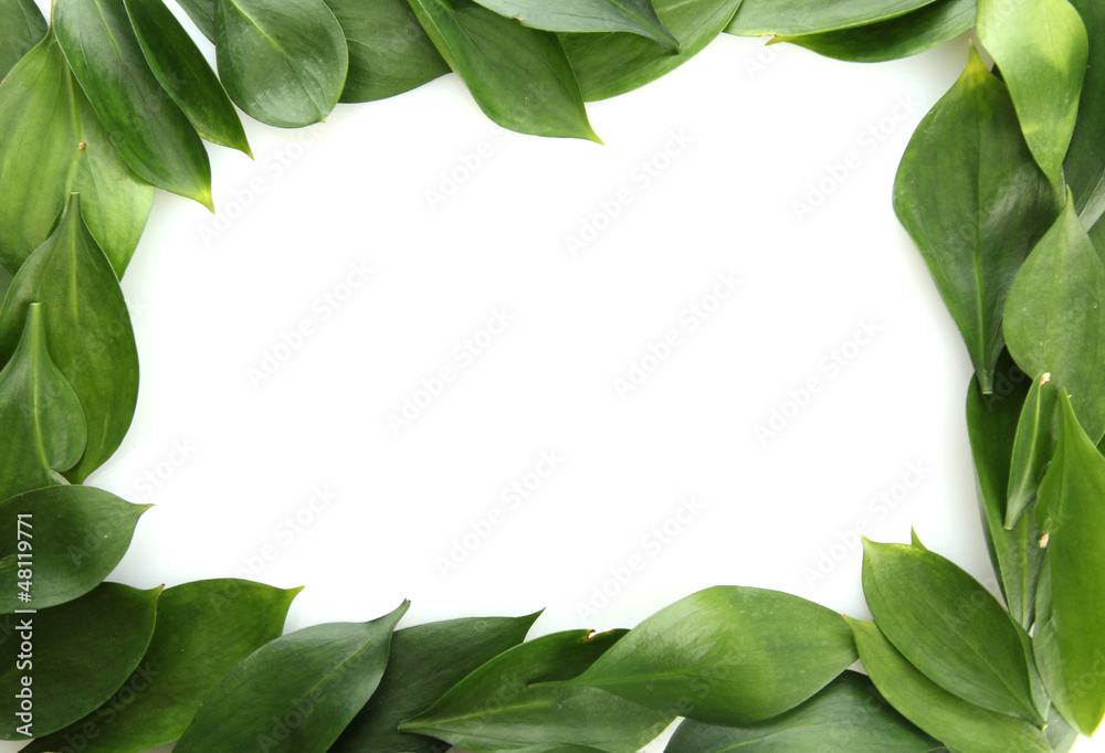 beautiful green leaves, isolated on white beautiful green leaves, isolated on white