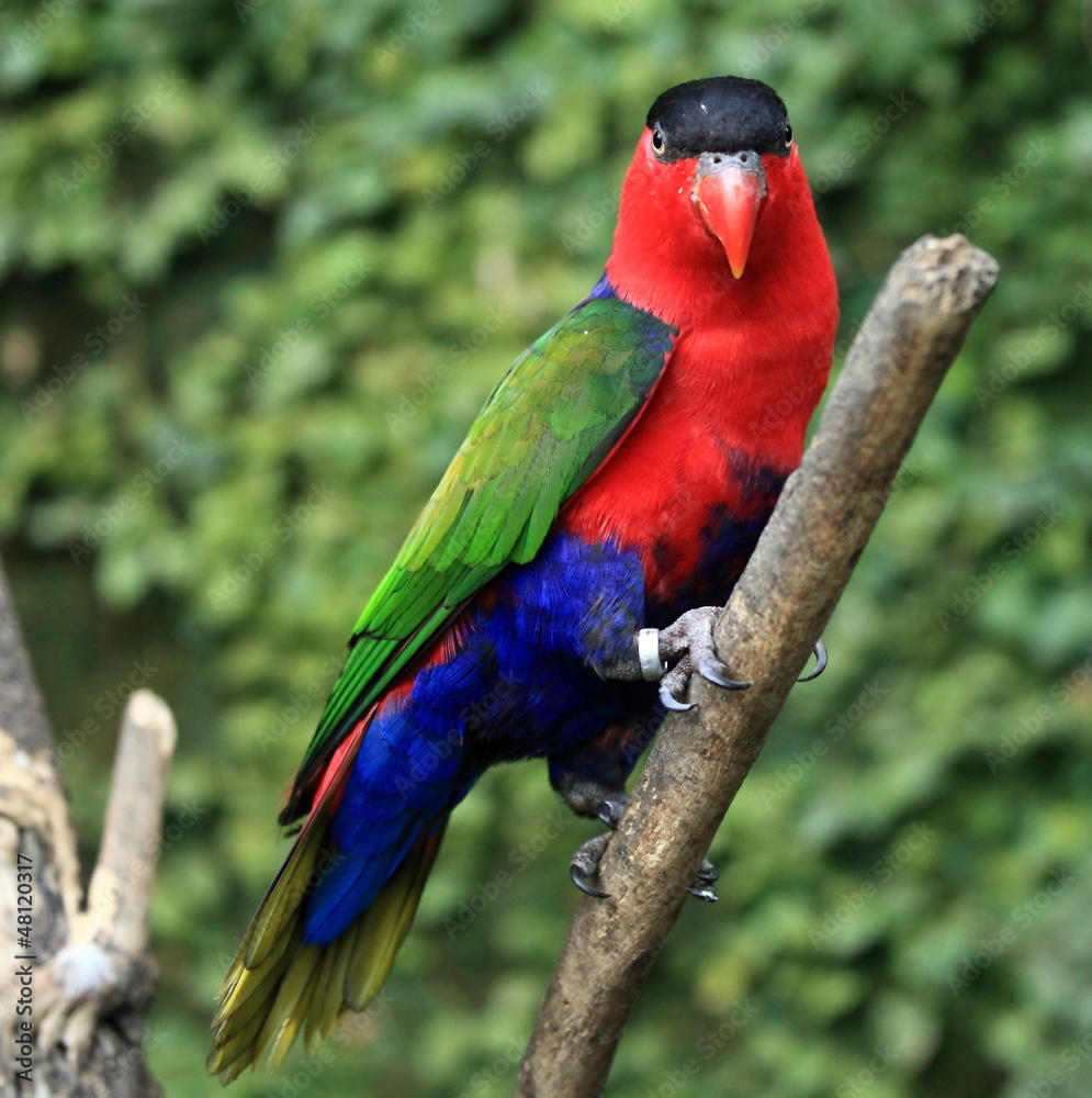 Obraz premium lorius