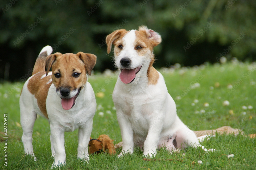 Jack russell terrier