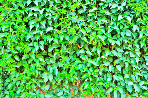 Green leaf wall close up