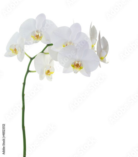 Fototapeta Naklejka Na Ścianę i Meble -  white orchids