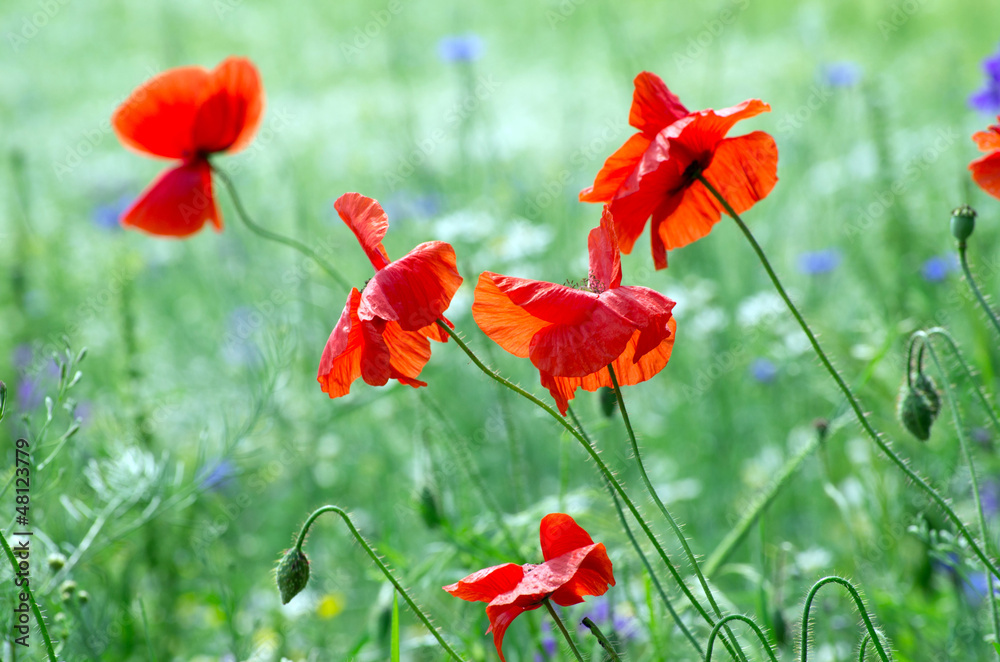 Obraz premium red poppy