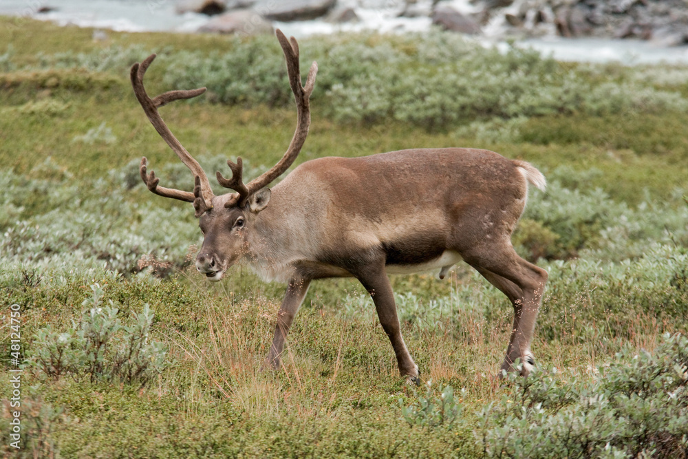 Rentier in Norwegen