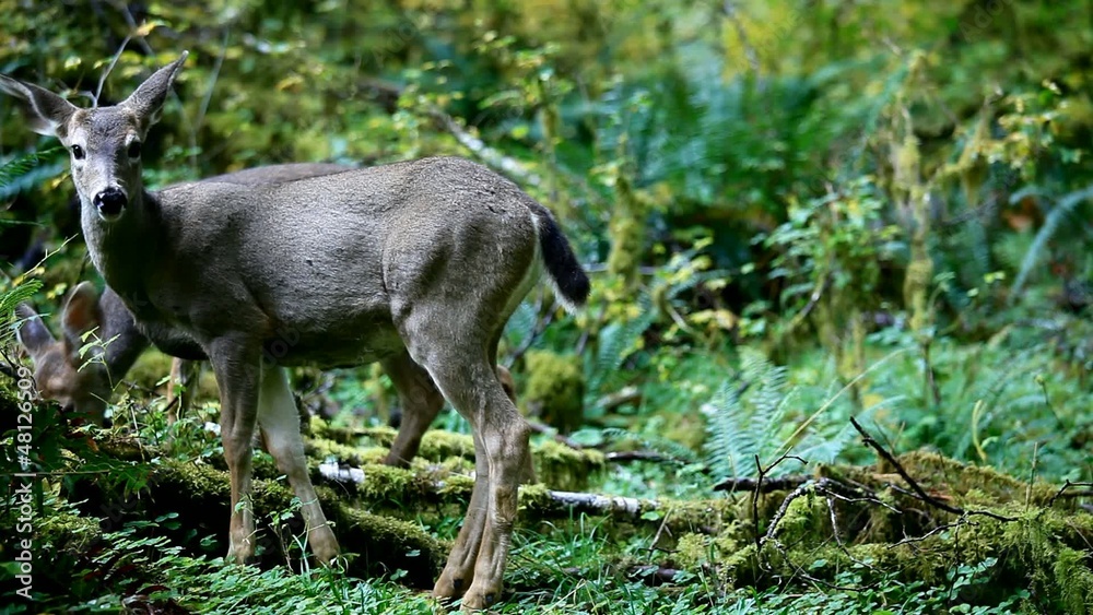 deer in forest deer in forest