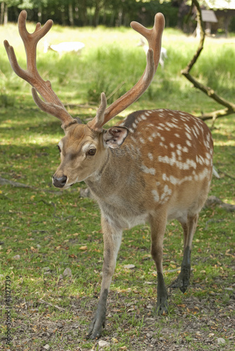 Fallow-deer © kerstiny