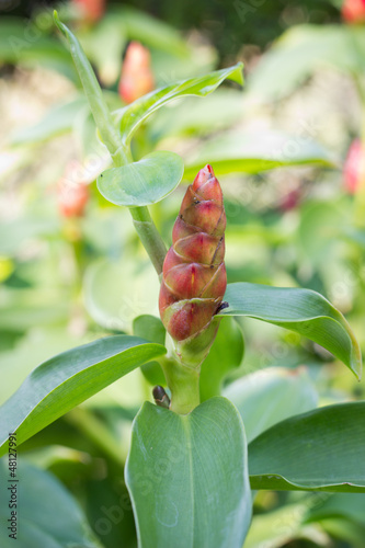 Fototapeta Naklejka Na Ścianę i Meble -  Costus woodsonii maas