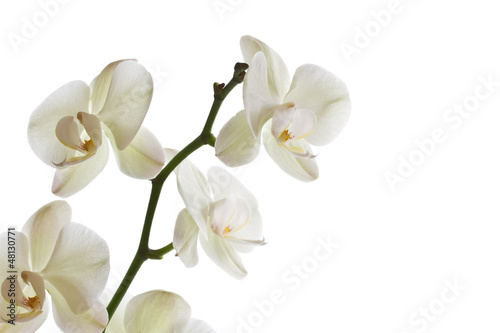 Fototapeta Naklejka Na Ścianę i Meble -  Orchid flower