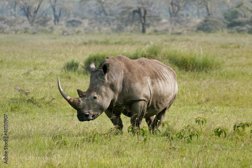 Nakuru lake rhino