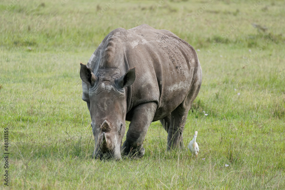 Fototapeta premium Nakuru lake rhino