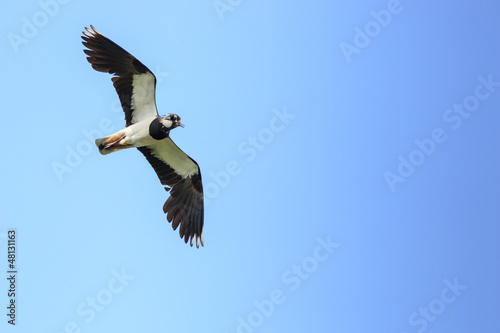 Vanellus vanellus, Lapwing.