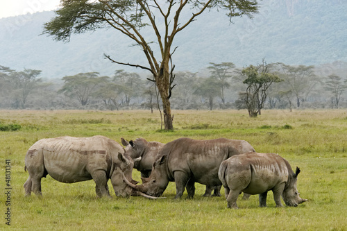 Nakuru lake rhinos