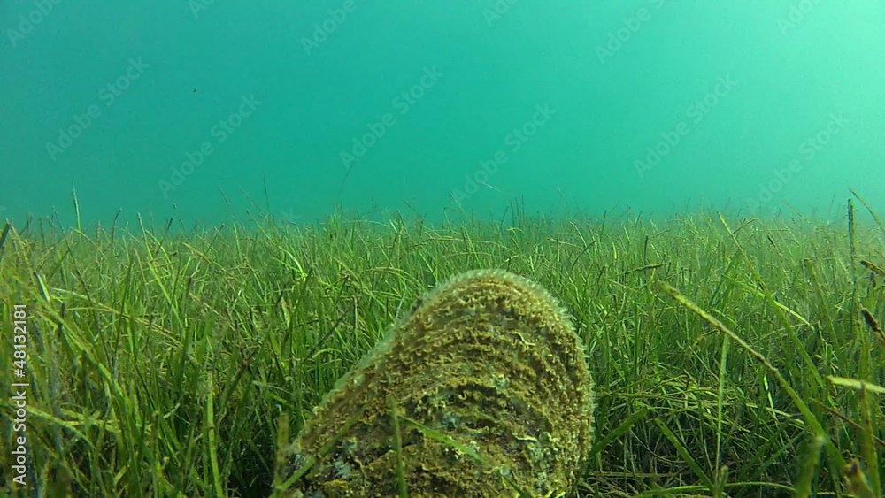 Green shell